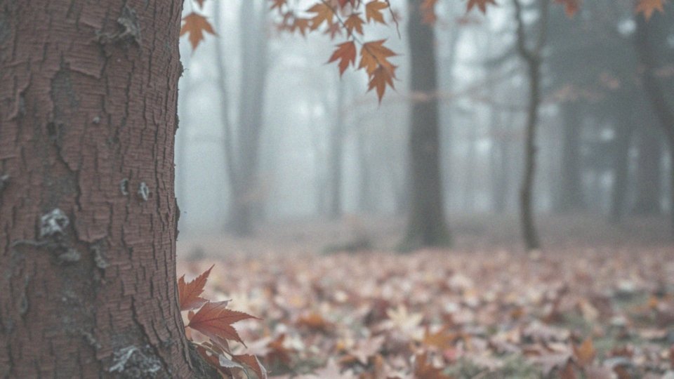 Jak klon czerwony reaguje na mróz i inne warunki atmosferyczne?