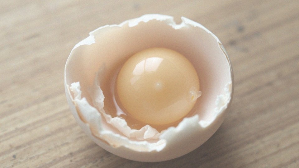 Jak powstaje zarodek w zapłodnionym jajku?