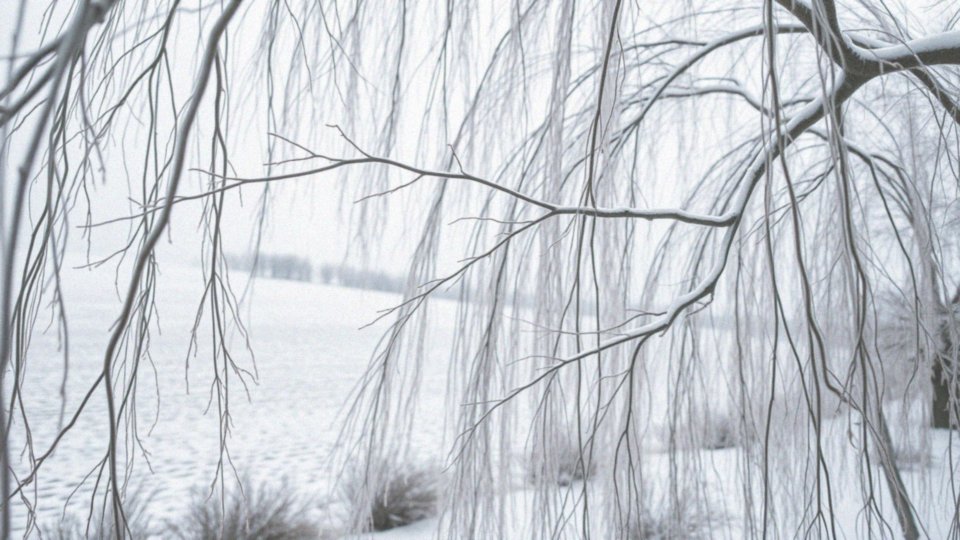 Wierzba hakuro zimą – jak ją przygotować na mrozy?